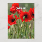 Carte Postale Poppies rouges (Devant)