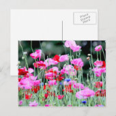 Carte Postale Poppies rouges et roses (Devant / Derrière)