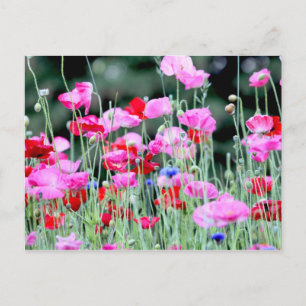 Carte Postale Poppies rouges et roses