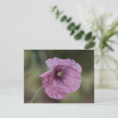 Carte postale Popple (Debout devant)