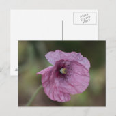 Carte postale Popple (Devant / Derrière)