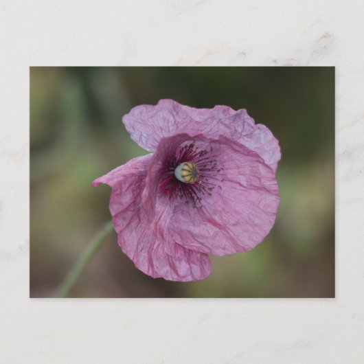 Carte postale Popple (Devant)