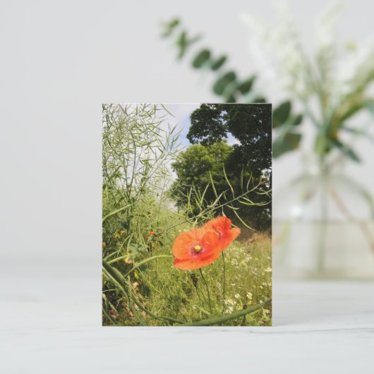Carte postale 'Poppy' (Debout devant)