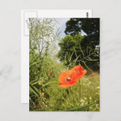 Carte postale 'Poppy' (Devant / Derrière)