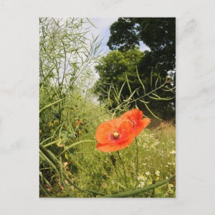 Carte postale 'Poppy'