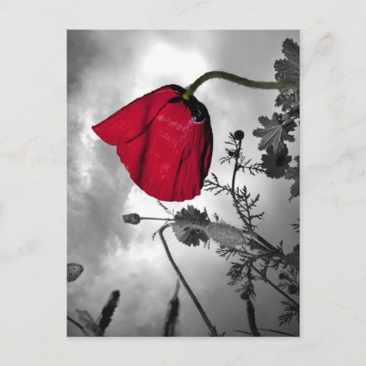 Carte Postale Poppy (Devant)