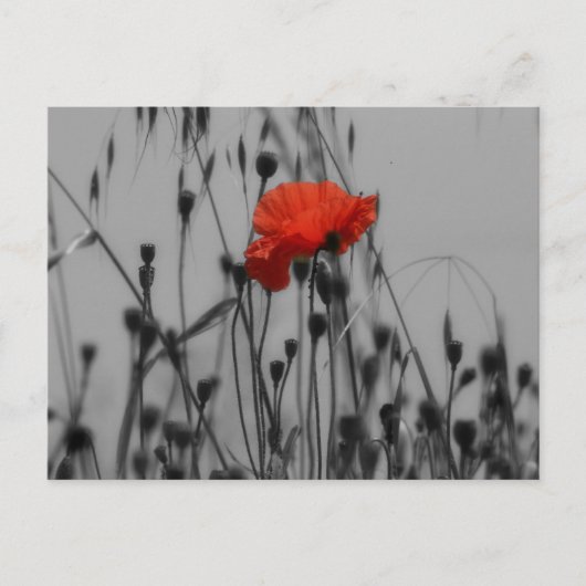 Carte Postale Poppy (Devant)