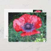 Carte Postale Poppy (Devant / Derrière)