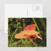 Carte postale Poppy (Devant / Derrière)