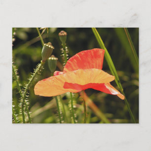 Carte postale Poppy