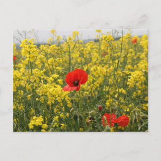 Carte Postale Poppy