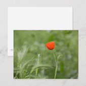 Carte Postale Poppy (Devant / Derrière)