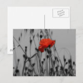 Carte Postale Poppy (Devant / Derrière)