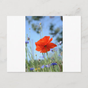 Carte Postale Poppy