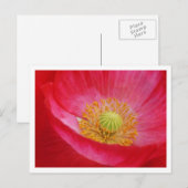 Carte postale Poppy (Devant / Derrière)