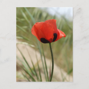 Carte postale Poppy