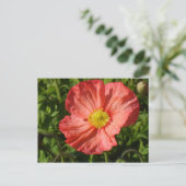 Carte Postale Poppy d'Islande (Debout devant)