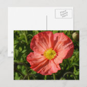 Carte Postale Poppy d'Islande (Devant / Derrière)