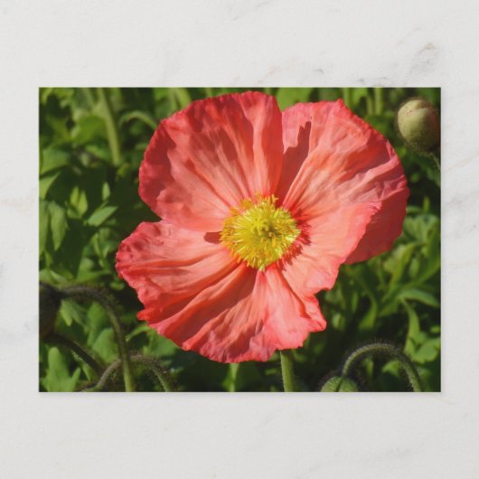 Carte Postale Poppy d'Islande (Devant)