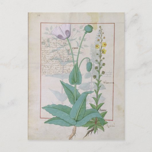 Carte Postale Poppy et Figwort (Devant)