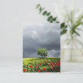 Carte Postale Poppy Field et ciel nuageux (Debout devant)