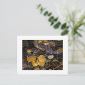 Carte Postale "Popsicles de la nature" (Debout devant)