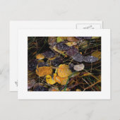 Carte Postale "Popsicles de la nature" (Devant / Derrière)