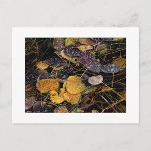 Carte Postale "Popsicles de la nature"