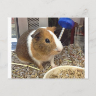 Carte Postale porc à guinnie Brown et blanc