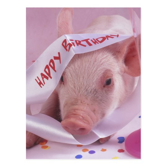 Carte Postale Porc De Joyeux Anniversaire Zazzle Be