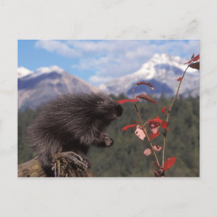 Carte Postale Porc-épic commun se nourrissant de canneberge en b