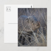 Carte Postale porc sauvage (Devant / Derrière)