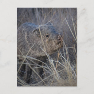 Carte Postale porc sauvage