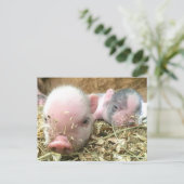 Carte Postale Porcelets couchés (Debout devant)