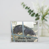 Carte postale porcine (Debout devant)