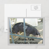 Carte postale porcine (Devant / Derrière)