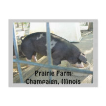Carte postale porcine