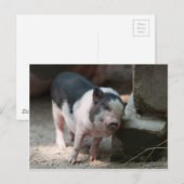 Carte Postale Porcinet au juste endroit (Devant / Derrière)