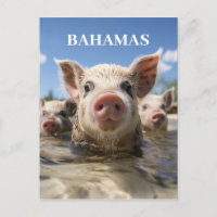 Porcs de natation de haute qualité Bahamas Plage d