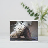 Carte Postale Porcupine (Debout devant)