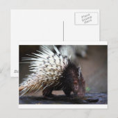 Carte Postale Porcupine (Devant / Derrière)