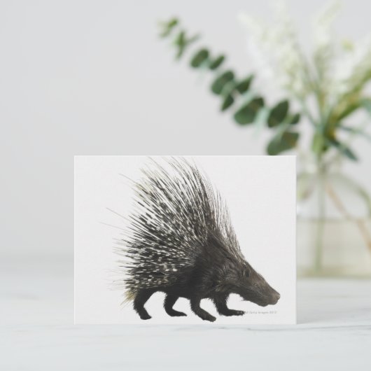 Carte Postale Porcupine (Debout devant)