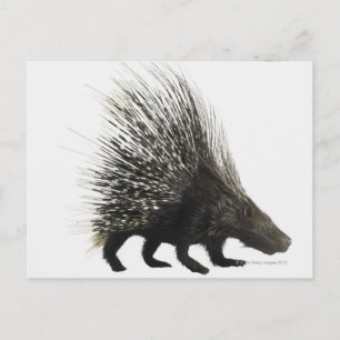 Carte Postale Porcupine