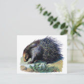 Carte postale - Porcupine (Debout devant)