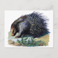 Carte postale - Porcupine