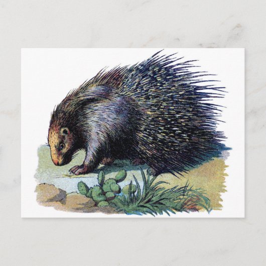 Carte postale - Porcupine (Devant)