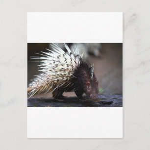 Carte Postale Porcupine