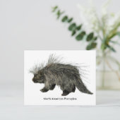 Carte Postale Porcupine (Debout devant)