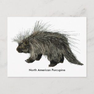 Carte Postale Porcupine