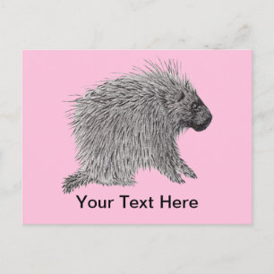 Carte Postale Porcupine